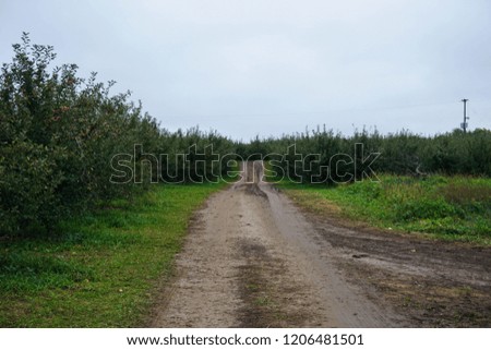 Dirt Road at an Apple Orchard