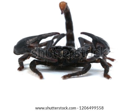 This is a bloated insect. (scorpion)