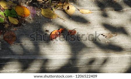Autumn leaves on the deck