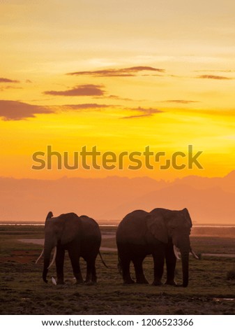 elephants in sunset