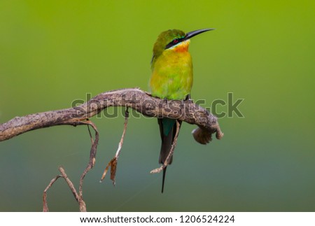 Blue-tailed bee-eater(Merops philippinus ) in real nature in Thailand