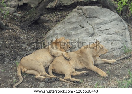 A large group kittens of lion (cub of lion) and lioness (female of lion)  It is a good illustration on soft light which shows wild life and natural habitat.