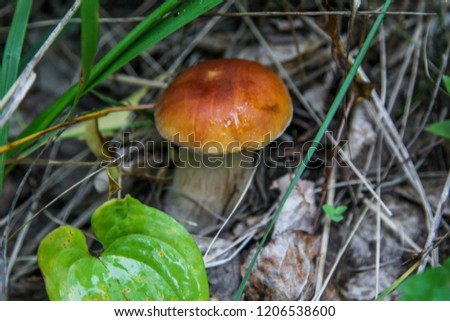 bolrtus edulis mushroom in the grass with dry and green leaves