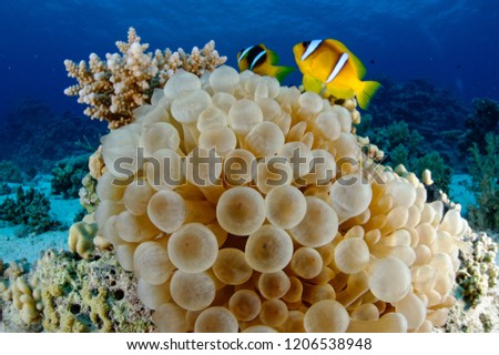 wide-angle close up of anemone fish and anemone 