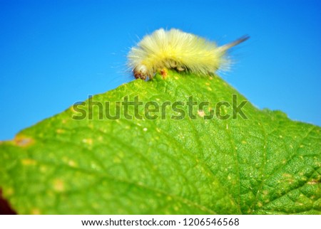 Calliteara pudibunda (pale tussock or meriansborstel) yellow fluffy caterpillar crawling on leaf top edge, blue sky background, close up macro detail
