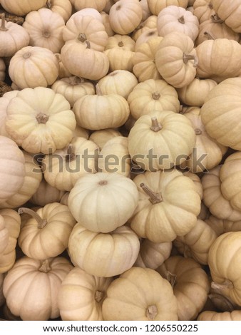 Baby Boo, ghostly white pumpkins