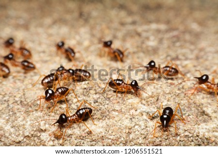 Close-up of worker termites on the forest floor