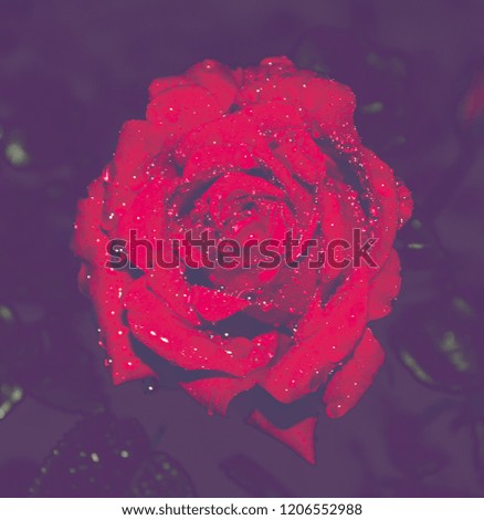 An artistically enhanced photograph of a blossoming red rose covered in raindrops. This photo was taken in Brisbane, Australia. 