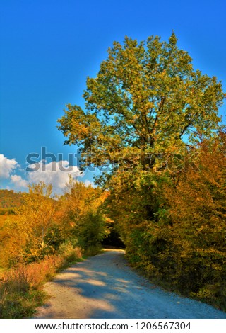 road through the fall forest