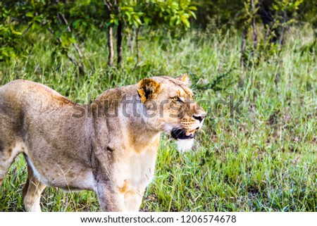 Beautiful female lion looking ahead at Kruger National Park