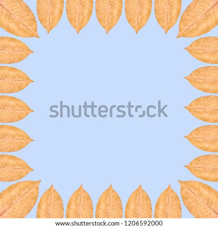 Yellow autumn leaf background, frame and border, copy space photo