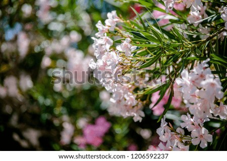 white rhododendrons in Montenegro bloom in the city Park 