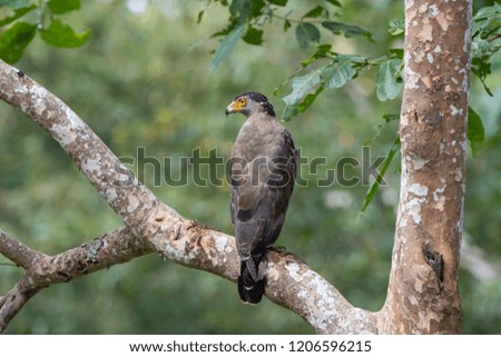 Crested Serpent Eagle (Spilornis cheela)
 perched on a branch -Selective Focus