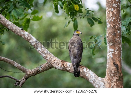 Crested Serpent Eagle (Spilornis cheela)
 perched on a branch -Selective Focus