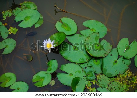 White lotus flower on surface of lake. Water lily.