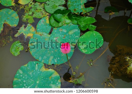 Pink lotus flower on surface of lake. Water lily.
