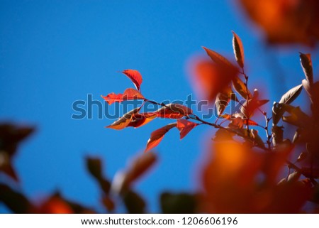 Red-colored leaves set against the blue autumn sky are selective focused.