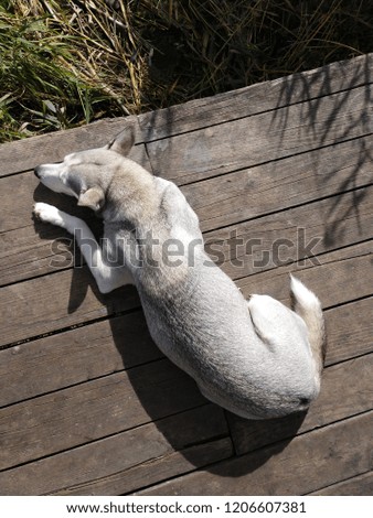 gray dog husky resting on a wooden bridge