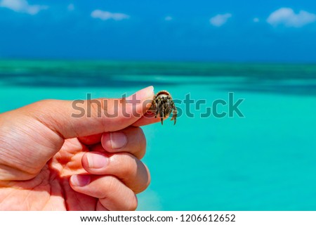 Kondoi Beach and Hermit Crab of Okinawa Taketomijima