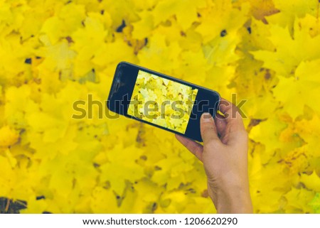 A hand with phone is making a photo of autumn fall leaves. Autumn yellow leaves background. Top view