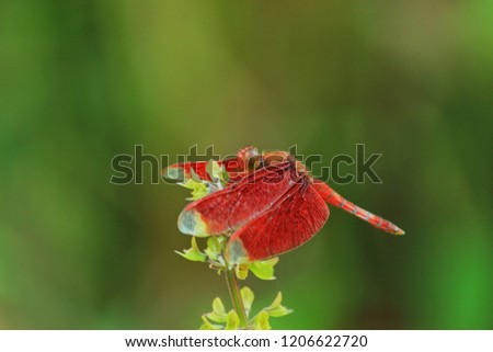  Red dragonfly in The Sunshineday Royalty-Free Stock Photo #1206622720