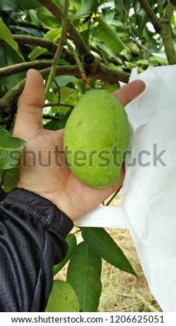 A guy handing a mango fruits before wrapping it into a paper to prevend it from parasit and insect