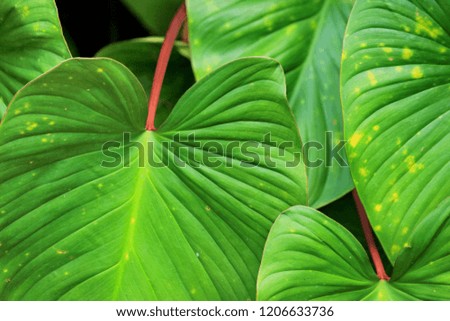  Colorful green leafs Royalty-Free Stock Photo #1206633736