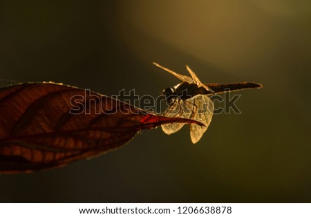 Dragonfly sitting on a flower in early morning and sunrays just on it shows a beautiful back light on it and golden reflection is there. 