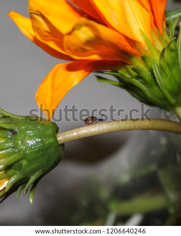 A tiny snail slithering across the stem of a flower in Brisbane, Australia. 