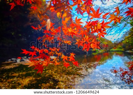 Colorful autumn season in South Korea. Beautiful leafs with eflection during autumn seaon at Naejangsan national park, South Korea.