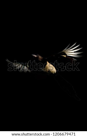 Flying crow. Bird: Eurasian Magpie. Pica pica. Darkness artistic background.