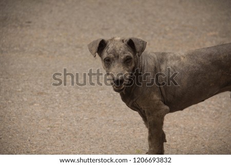 Stray dog ​​"means no dog owner. Responsible to have the freedom to maintain. Living both for food, housing and breeding.