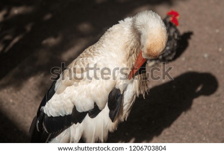 Stork in a zoo