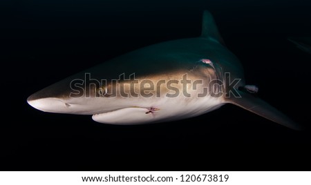 Oceanic Blacktip shark in the dark