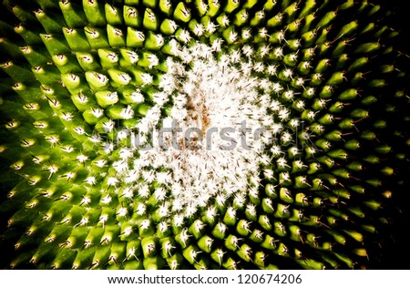 prickle of cactus