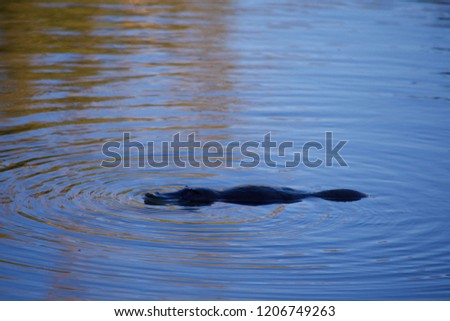 Australian platypus in a wild 