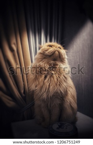 Scottish fold longhair cat