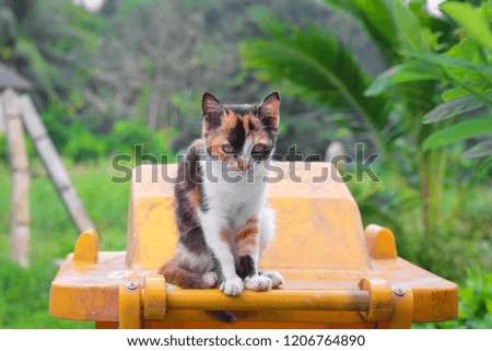 A colorful cat sitting on the recycle bin are looking around