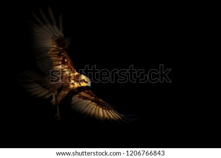 Flying bird. Bird of prey. Dark artistic background.