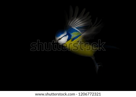 Cute little bird. Darkness artistic background.