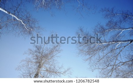 View of the blue, clear sky through the trunks and branches of trees. The picture was taken in natural light.
