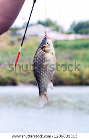 A small fish crucianon on a hook