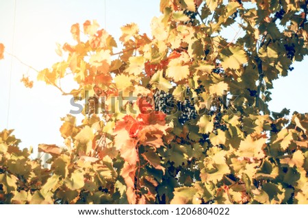 Grapes autumn sun nature natural on blur background