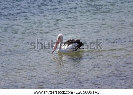 Pelicans in San Remo, Victoria, Australia. One of attractions in Philip Island.