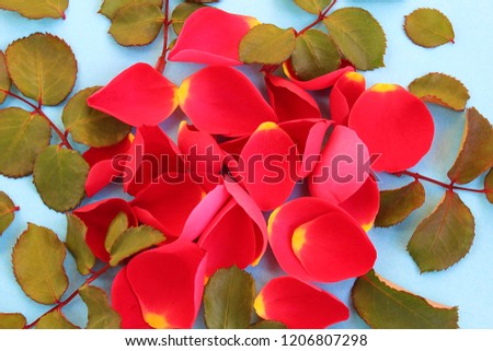 red rose petals scattered on a blue background