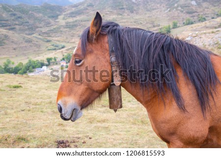 Portrait of a brown horse in the mountain 