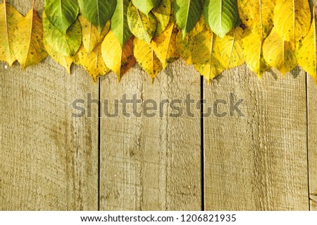Vintage Autumn border from ashberry and and fallen leaves on old wooden table. Thanksgiving day concept. Top viev november background with copyspace. Different stage autumns senescence
