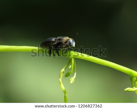 Nature flying insects isolated in green nature on the wild see.