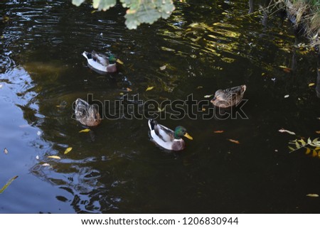 collection of ducks in a park at a lake
