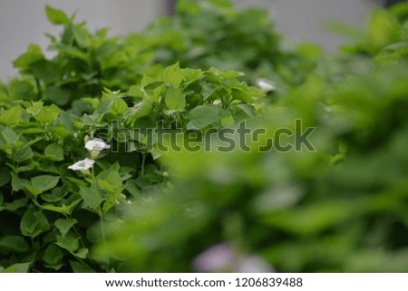 Green background flowering bushes